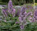 Clary sage
